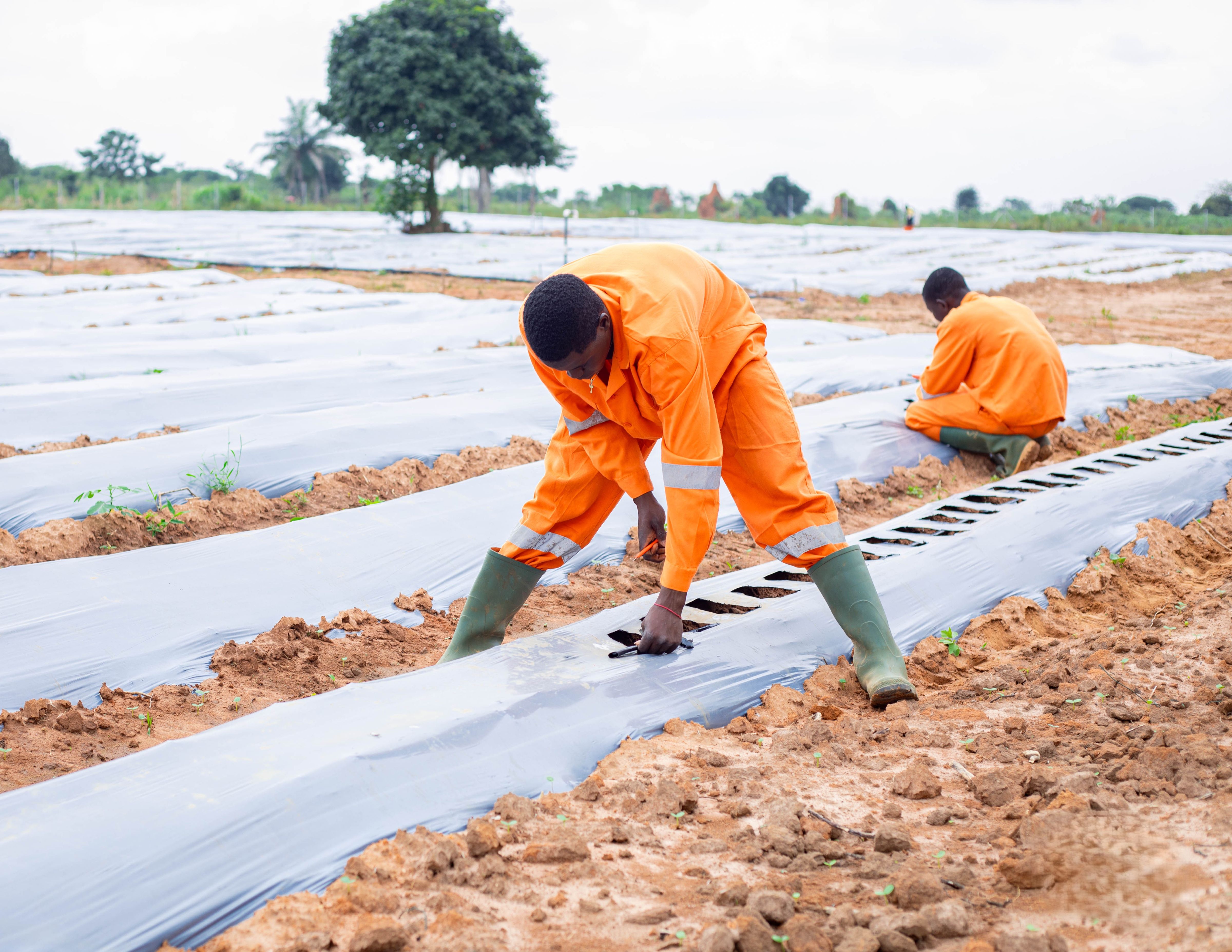 Trainee students involved in a farming practice.