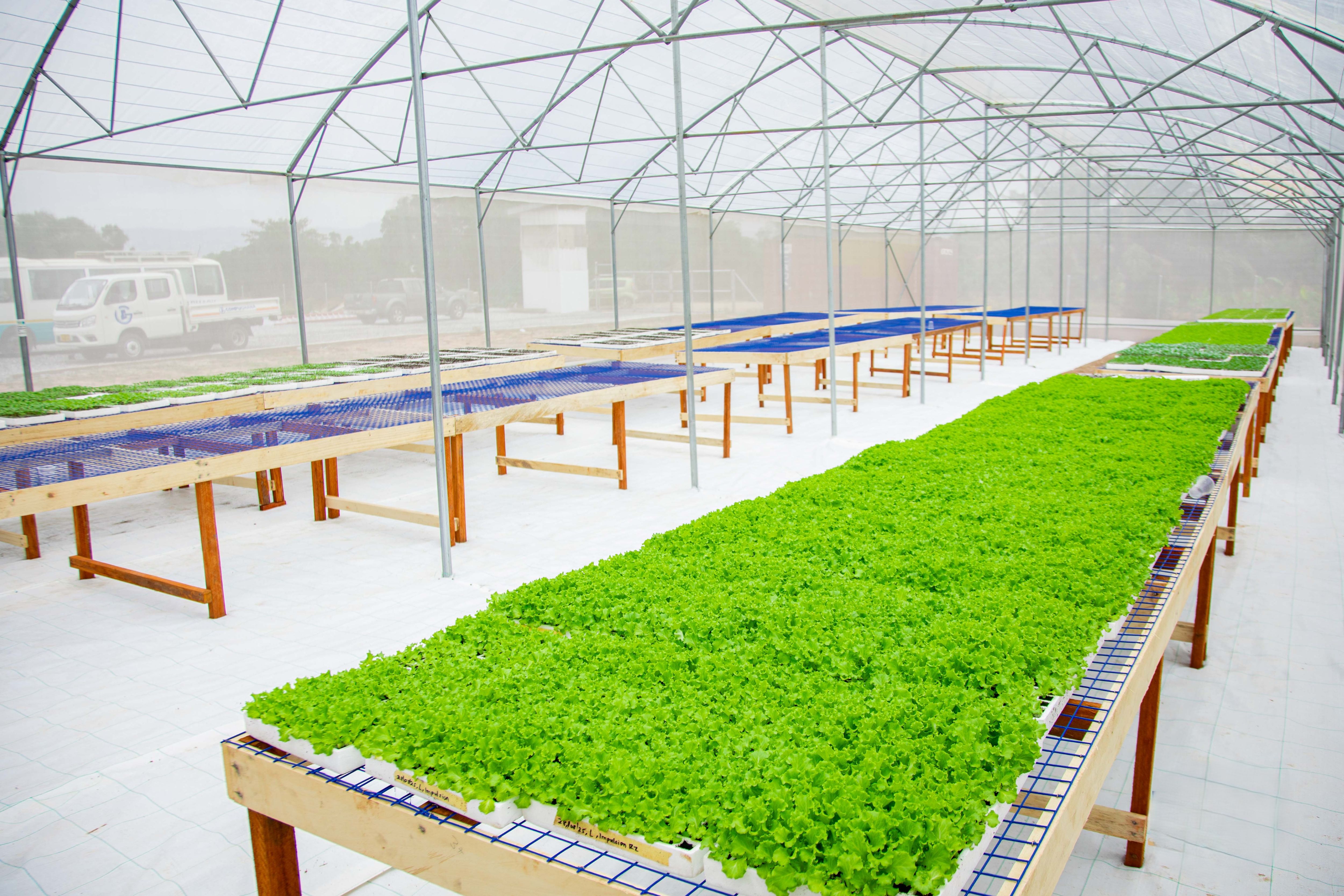 The greenhouse vegetable nursery