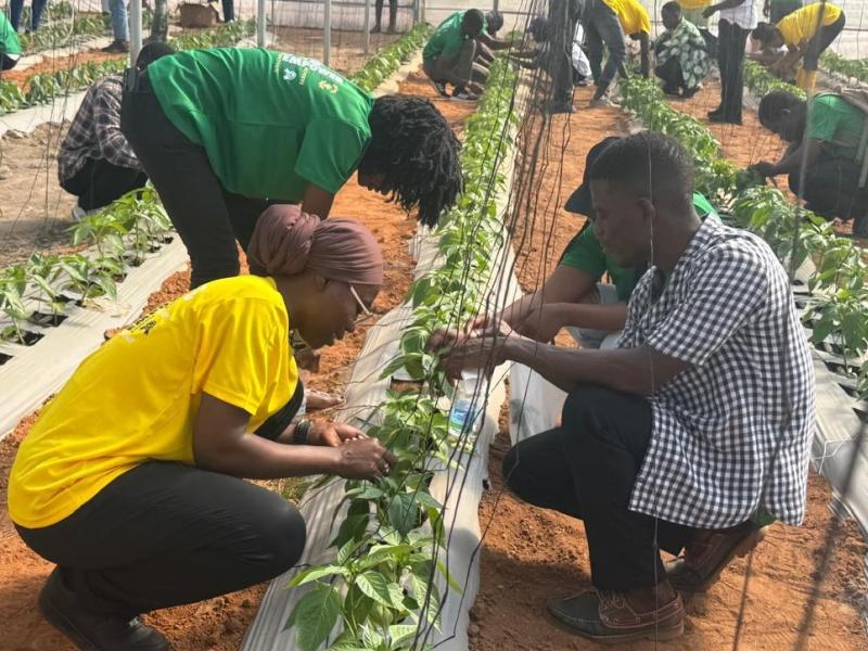 nkabom participants in vegetable production